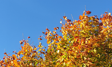Herbstblätter